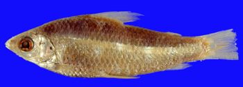 Media type: image; Ichthyology 31493